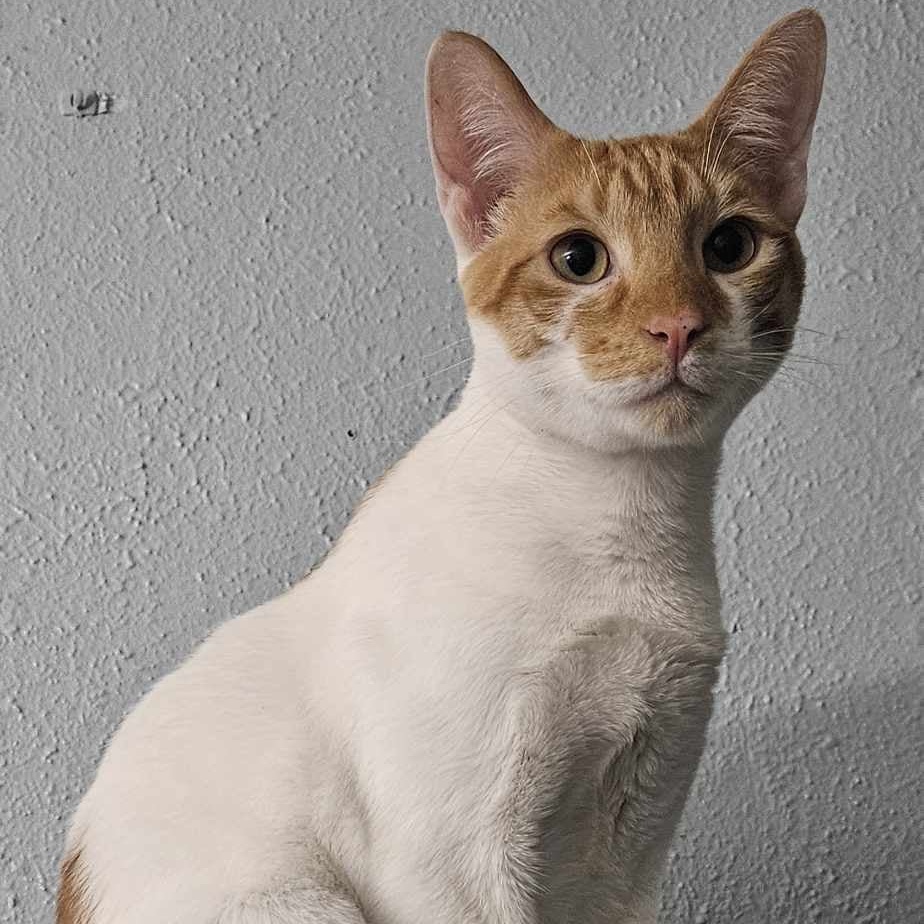 Enlarge Smudge & Splash, a Adopted Cornish Rex in Florala, AL image 4/6