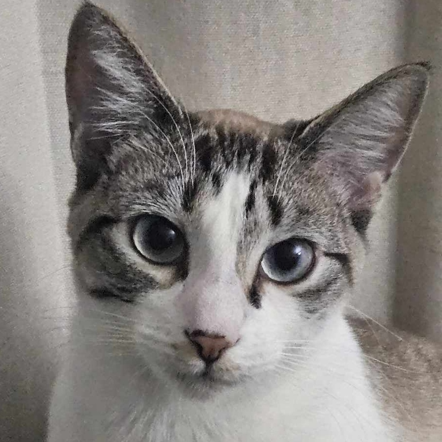 Enlarge Smudge & Splash, a Adopted Cornish Rex in Florala, AL image 5/6