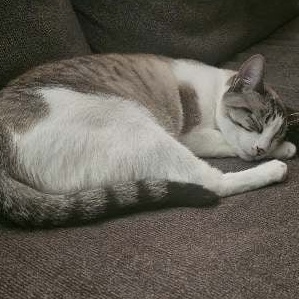 Enlarge Smudge & Splash, a Adopted Cornish Rex in Florala, AL image 6/6