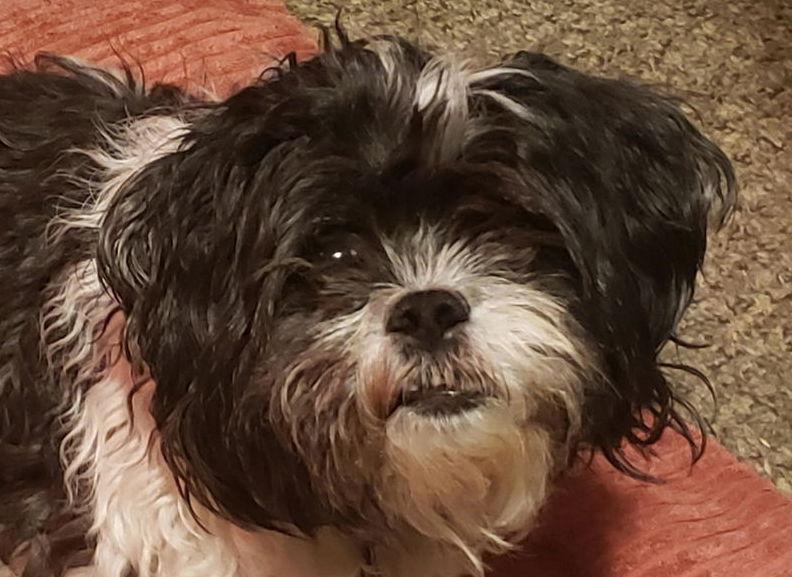 Noodle *COURTESY LISTING, Adoptable, Senior Male Shih Tzu & Bichon Frise.