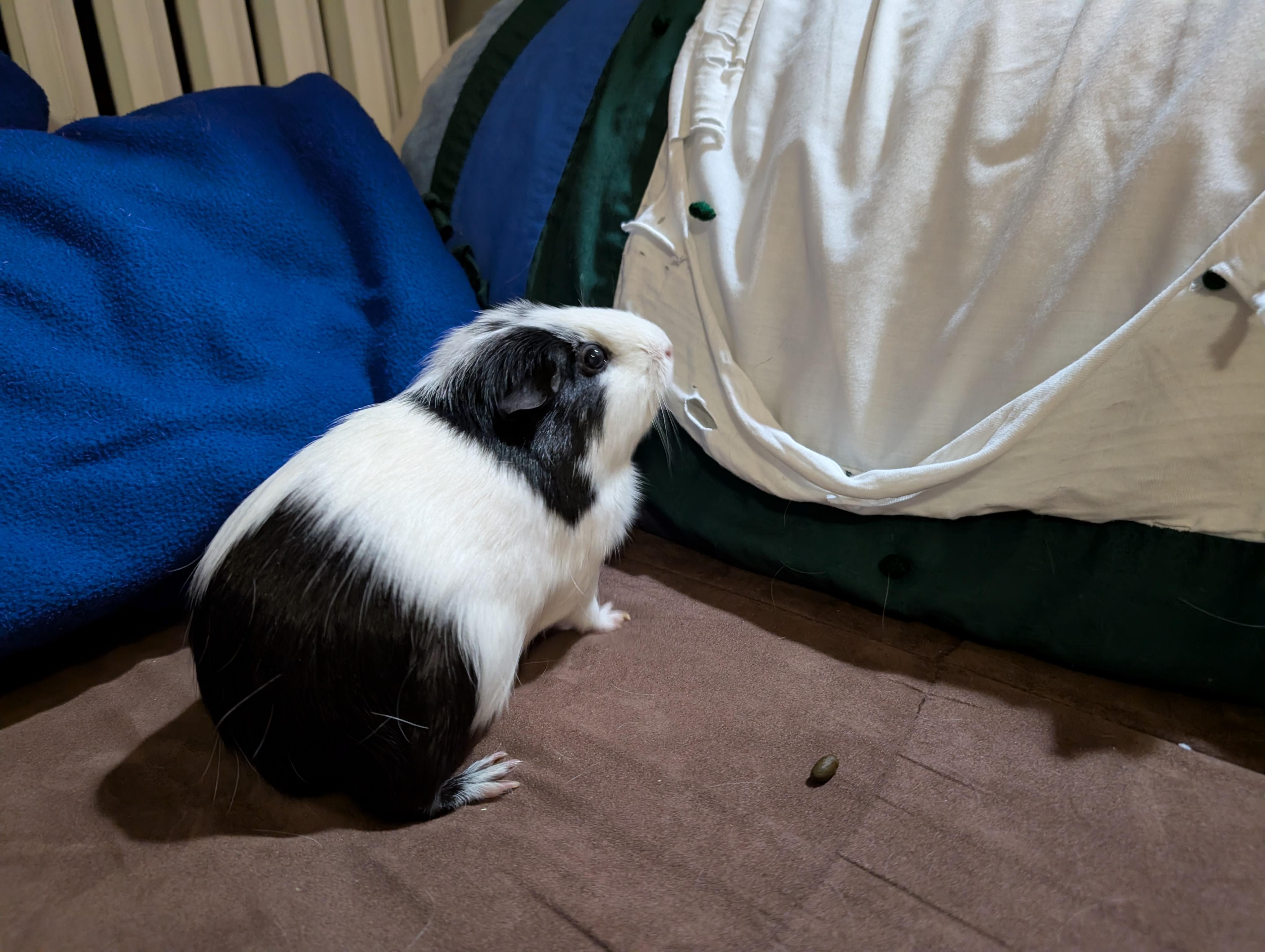 Gigi, an adoptable Guinea Pig in Saint Paul, MN image 1/3