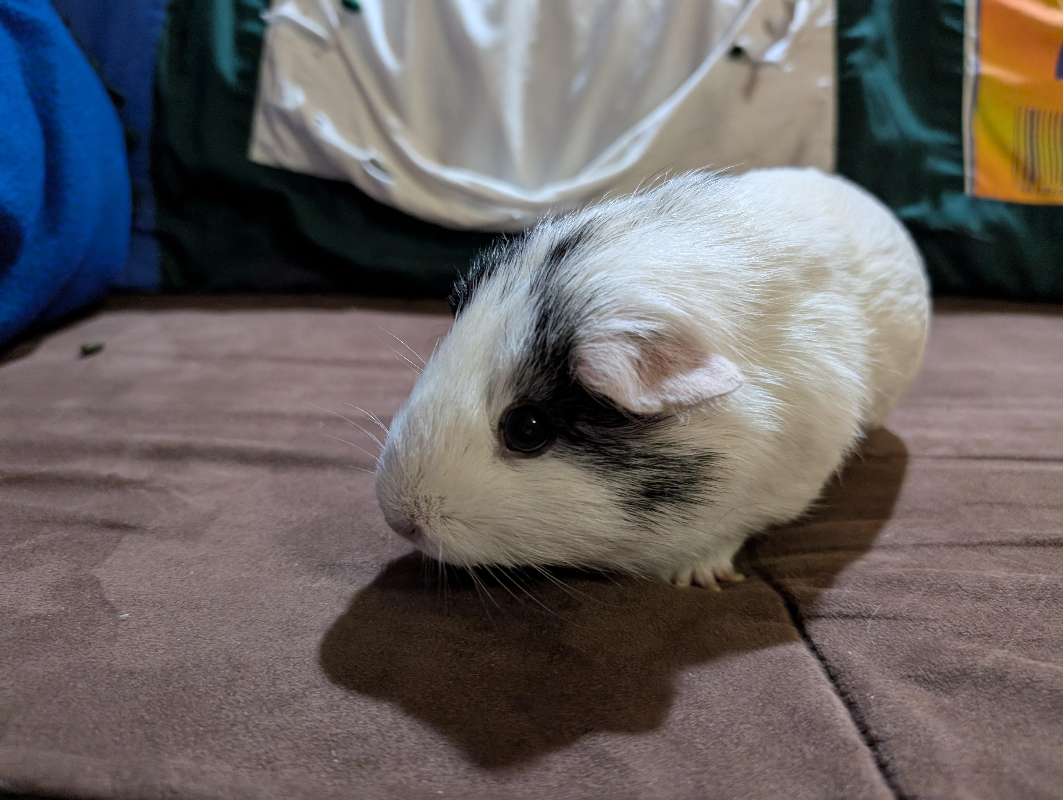 Gigi, an adoptable Guinea Pig in Saint Paul, MN image 2/3