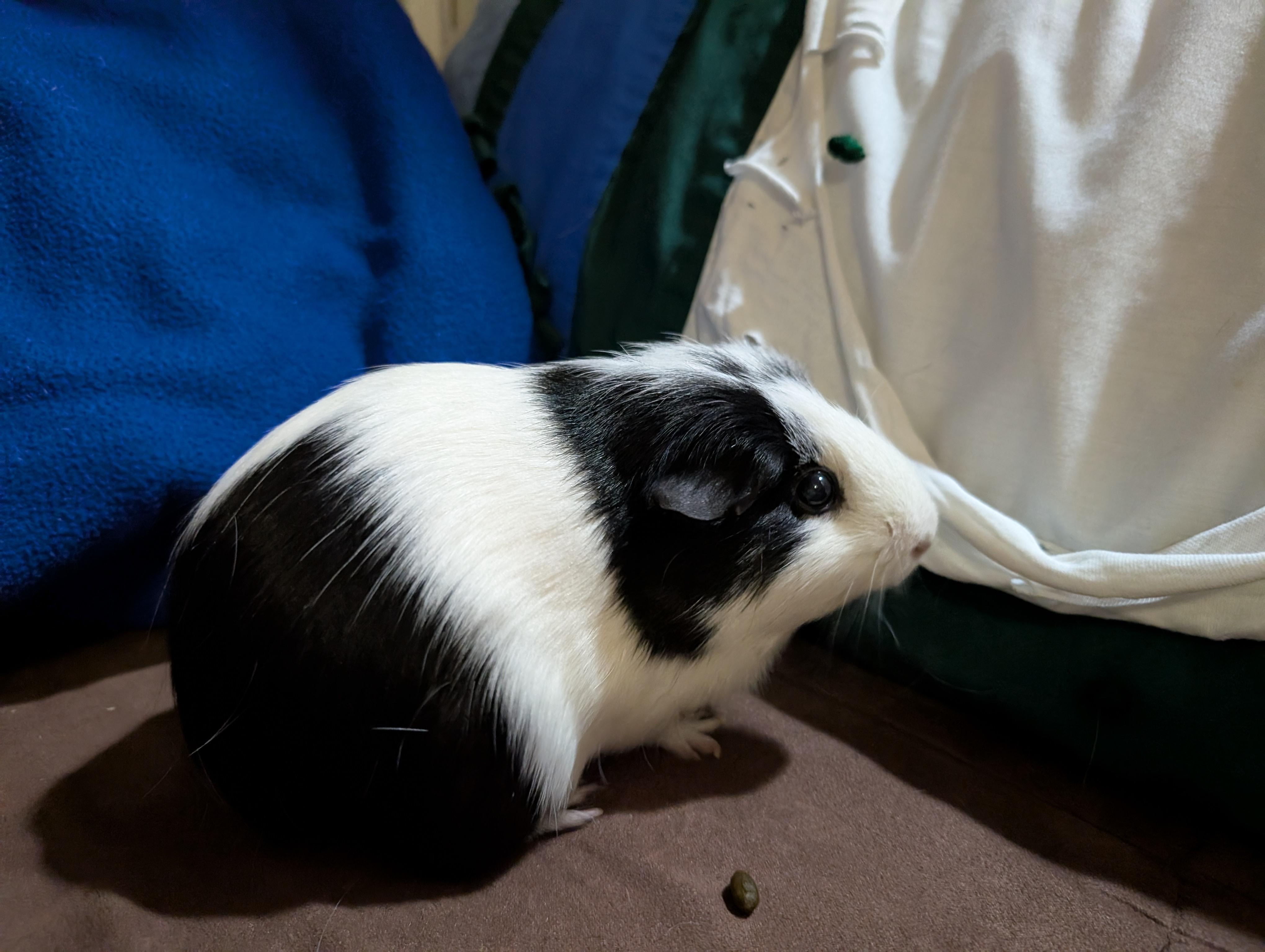 Gigi, an adoptable Guinea Pig in Saint Paul, MN image 3/3