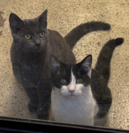 Matilda (bonded with Molly), Adoptable, Young Female Domestic Short Hair & Domestic Short Hair.