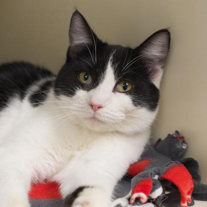 Enlarge Matilda (bonded with Molly), a Adoptable mixed breed in Verona, WI image 2/3