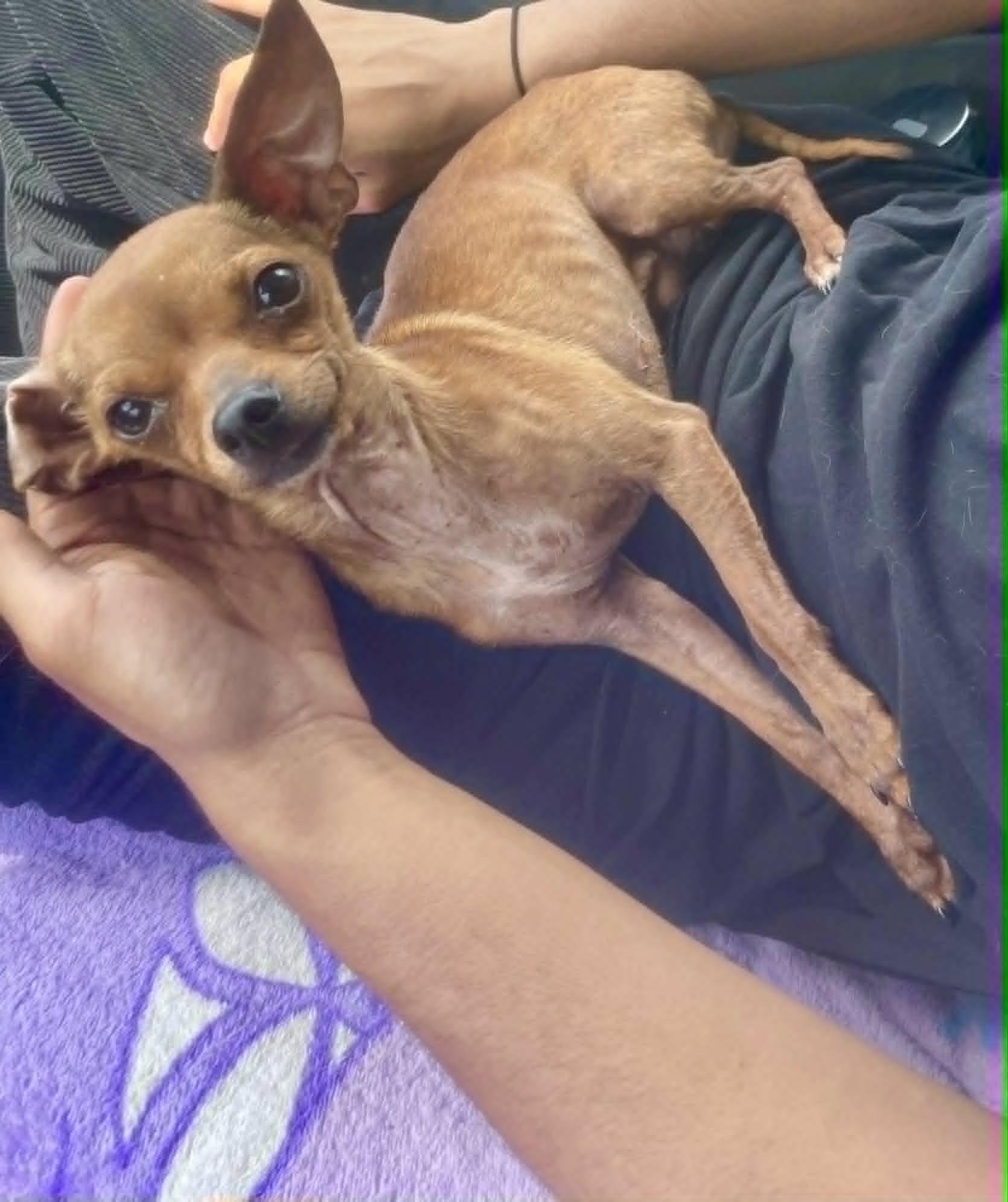Artie, an adopted Chihuahua in Hagerstown, MD image 3/6