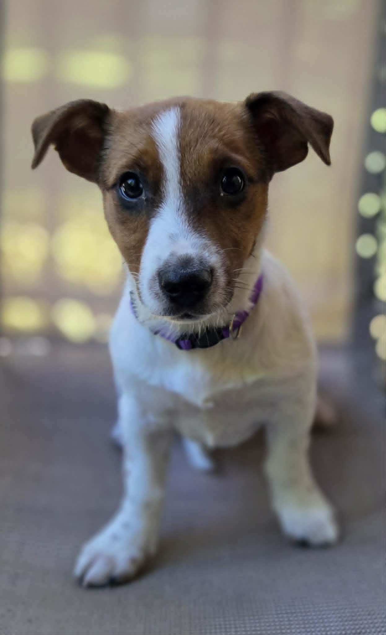 Rory, Adoptable, Puppy Female Mixed Breed.
