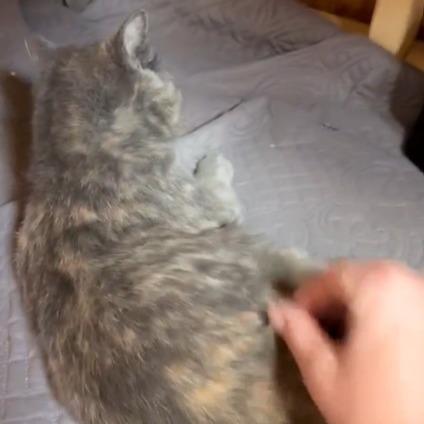 Ember C25-353, Adoptable, Young Female Domestic Short Hair.