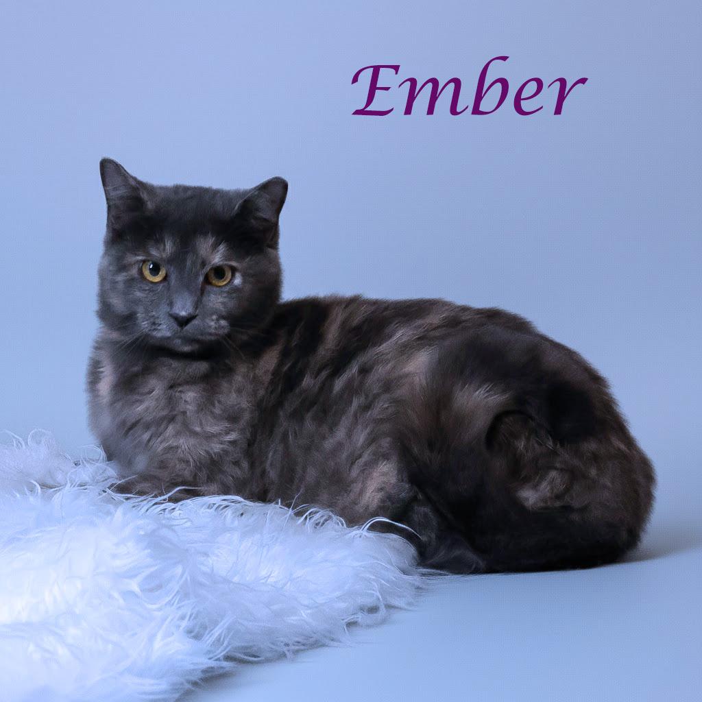 Ember C25-353, Adoptable, Young Female Domestic Short Hair.