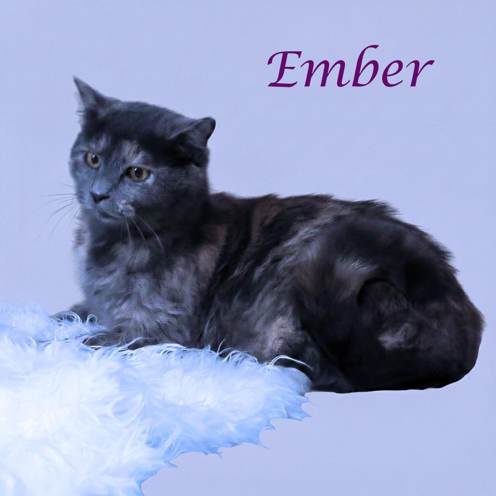 Enlarge Ember C25-353, a Adoptable Domestic Short Hair in Lebanon, TN image 2/6