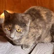 Enlarge Ember C25-353, a Adoptable Domestic Short Hair in Lebanon, TN image 2/6