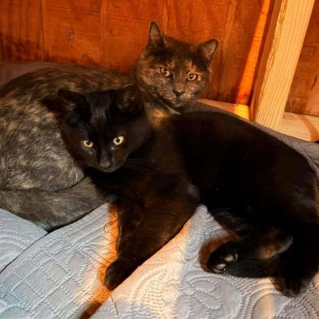 Enlarge Ember C25-353, a Adoptable Domestic Short Hair in Lebanon, TN image 3/6