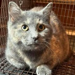 Enlarge Ember C25-353, a Adoptable Domestic Short Hair in Lebanon, TN image 4/6