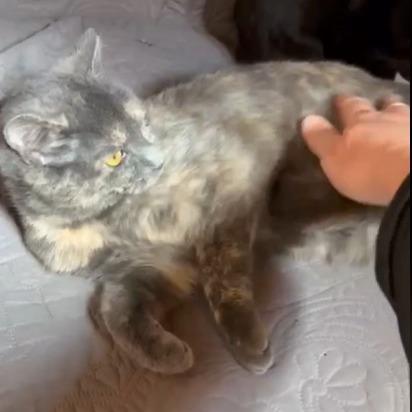 Enlarge Ember C25-353, a Adoptable Domestic Short Hair in Lebanon, TN image 6/6