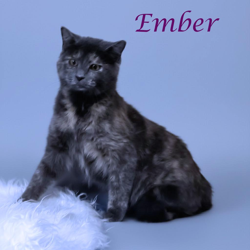 Enlarge Ember C25-353, a Adoptable Domestic Short Hair in Lebanon, TN image 6/6