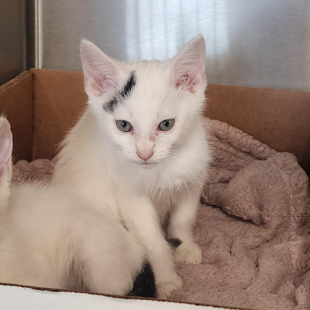 Enlarge Apple Jacks, a Adoptable Domestic Short Hair in Evensville, TN image 1/6