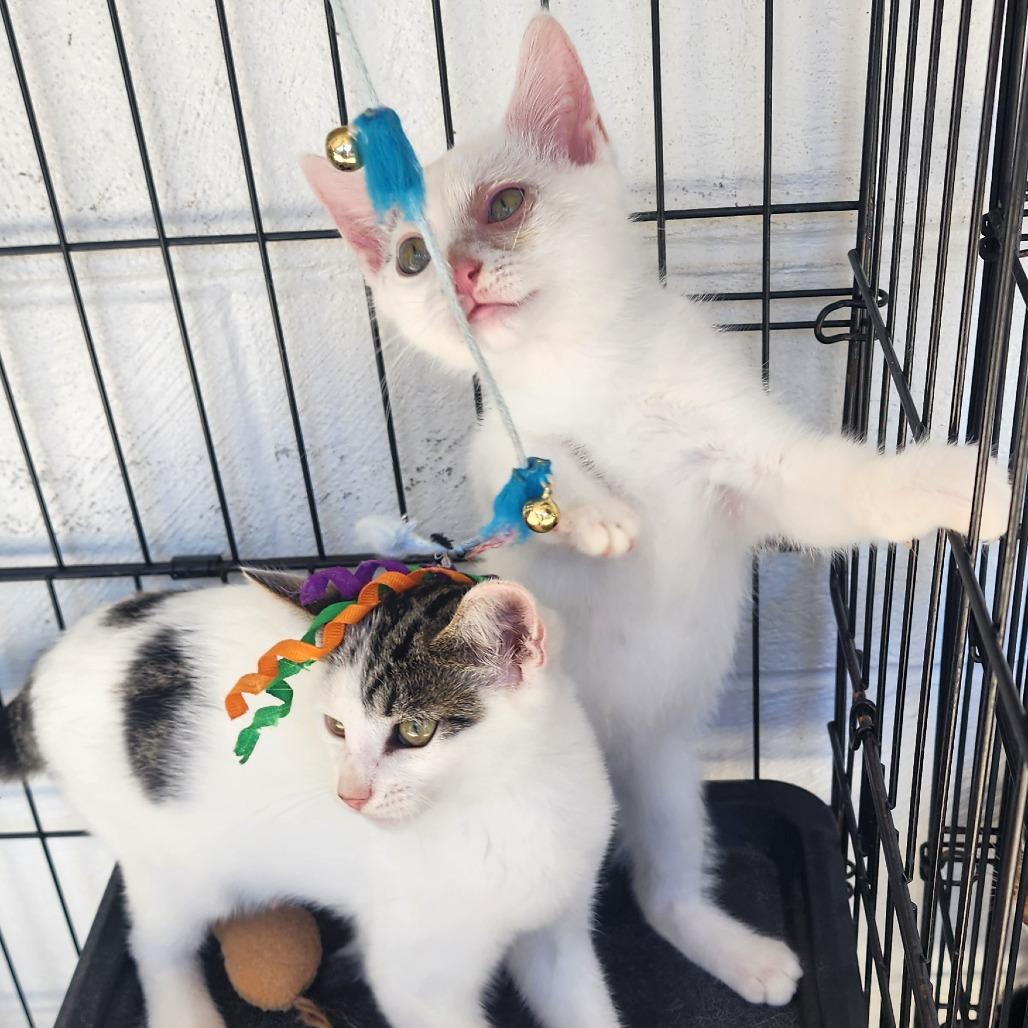 Enlarge Apple Jacks, a Adoptable Domestic Short Hair in Evensville, TN image 2/6