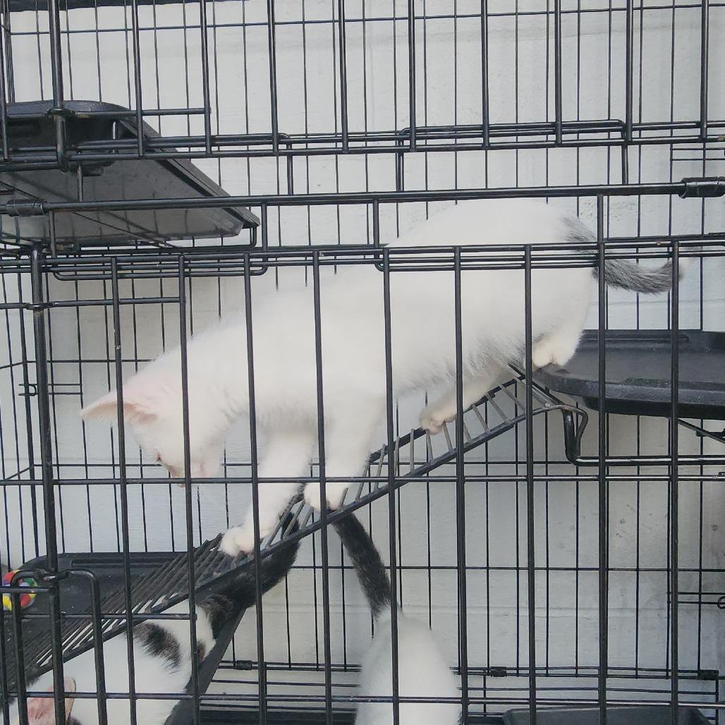 Enlarge Apple Jacks, a Adoptable Domestic Short Hair in Evensville, TN image 3/6