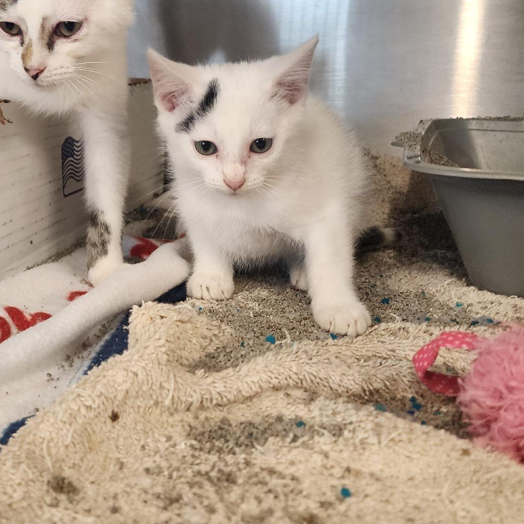 Enlarge Apple Jacks, a Adoptable Domestic Short Hair in Evensville, TN image 4/6