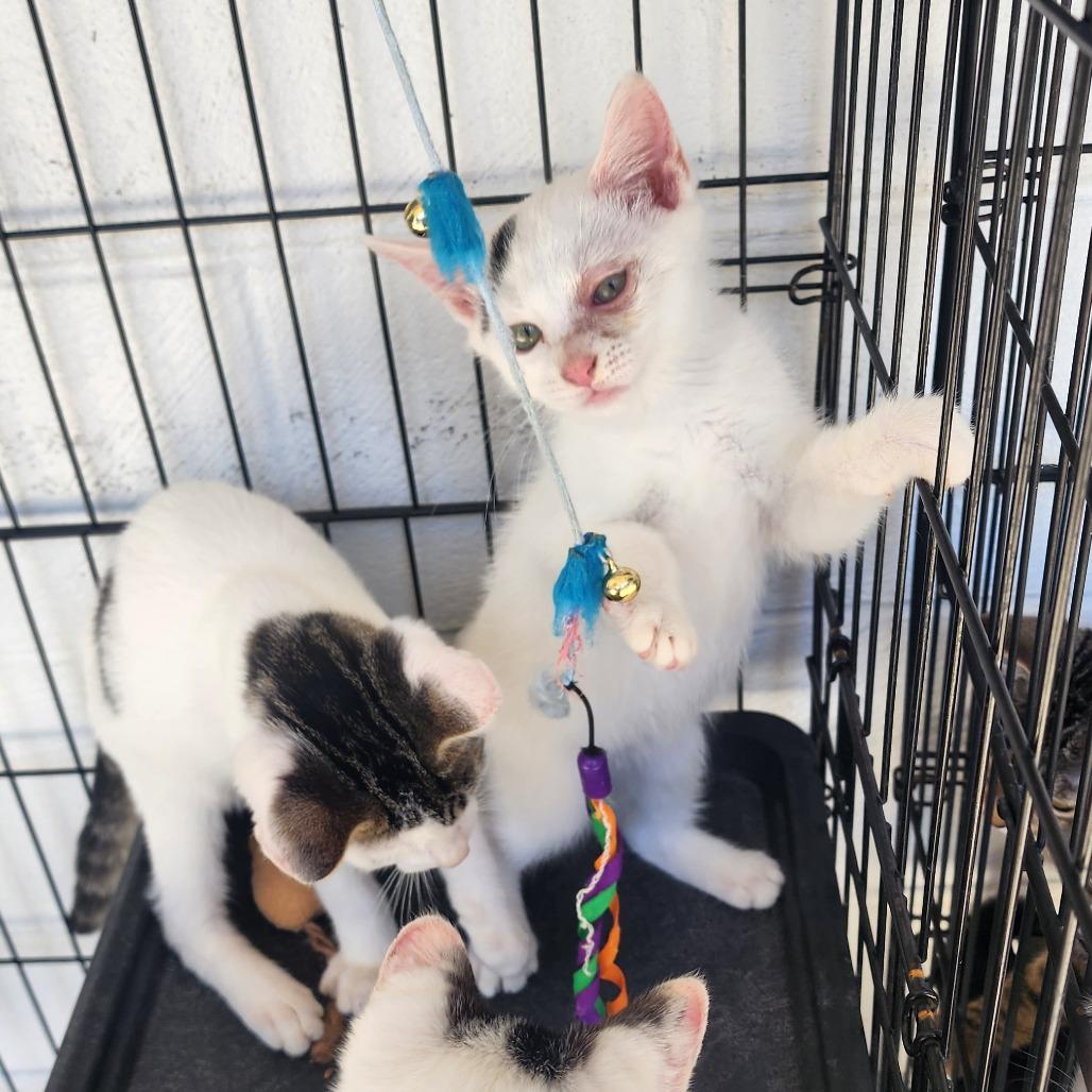 Enlarge Apple Jacks, a Adoptable Domestic Short Hair in Evensville, TN image 5/6