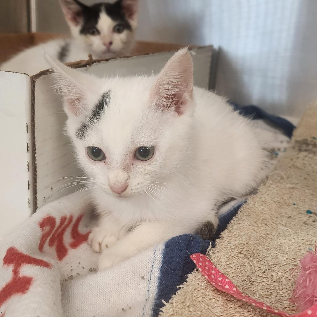Enlarge Apple Jacks, a Adoptable Domestic Short Hair in Evensville, TN image 6/6