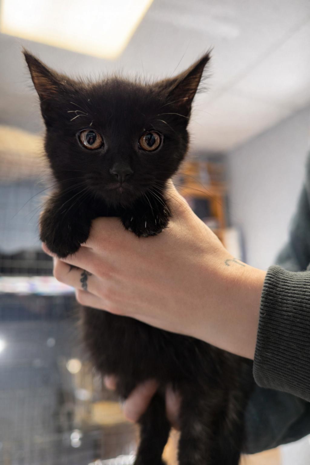 Enlarge Mister Peanut Butter, an adopted mixed breed in Anderson, IN image 1/1