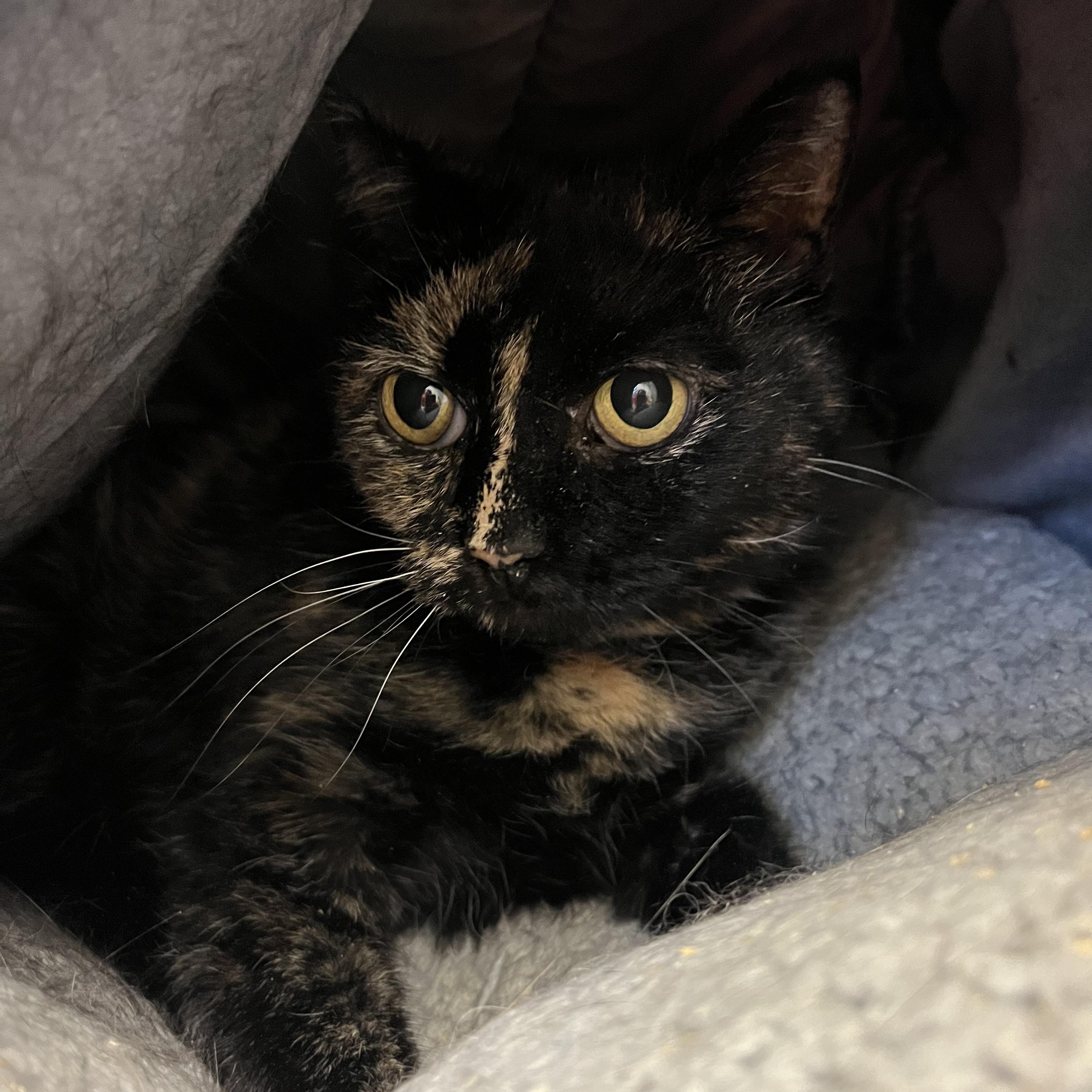 Enlarge Taxee, an adopted mixed breed in Cedar Rapids, IA image 2/4