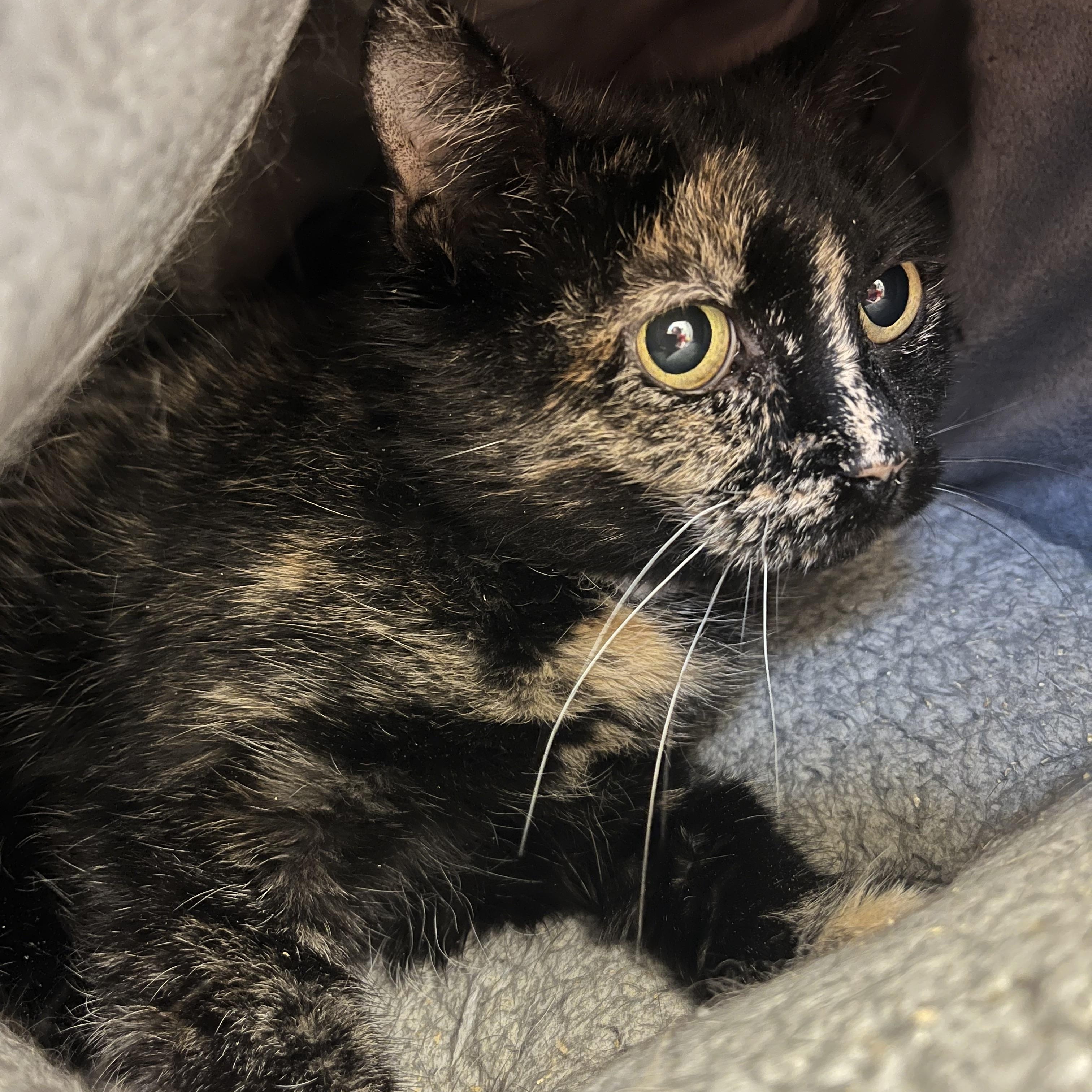 Enlarge Taxee, an adopted mixed breed in Cedar Rapids, IA image 1/4