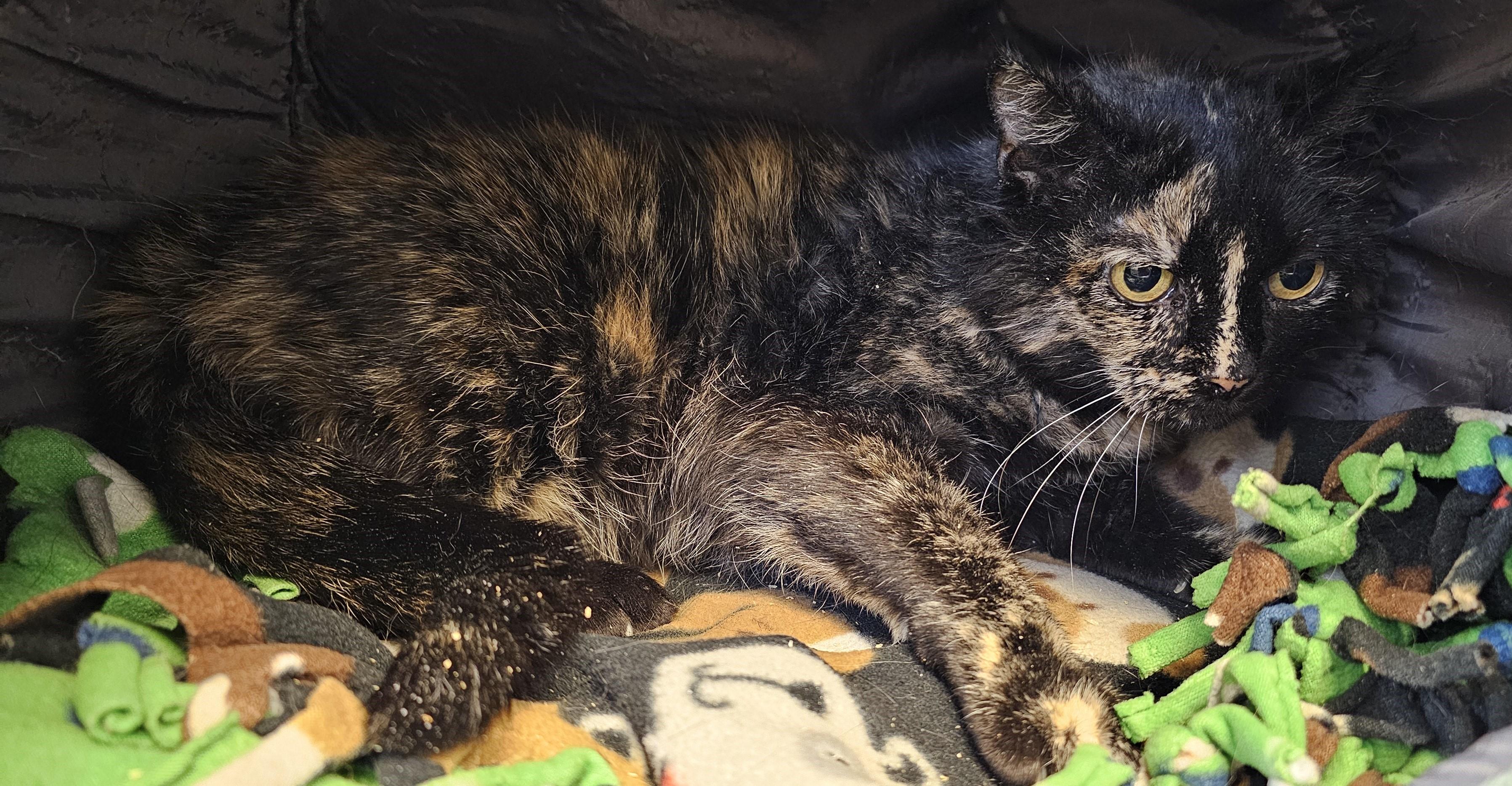 Enlarge Taxee, an adopted mixed breed in Cedar Rapids, IA image 4/4