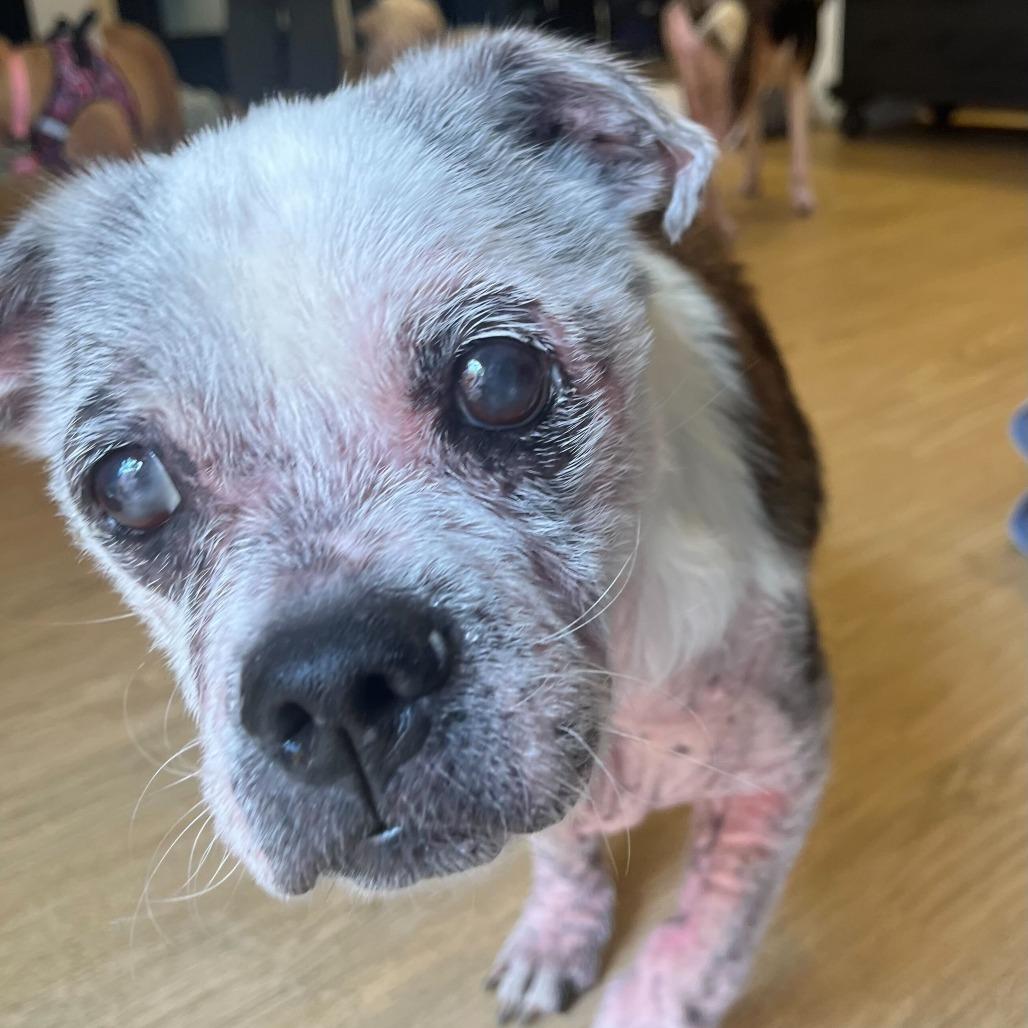 Juniper Fox 14288, Adoptable, Senior Female Pekingese & English Bulldog.