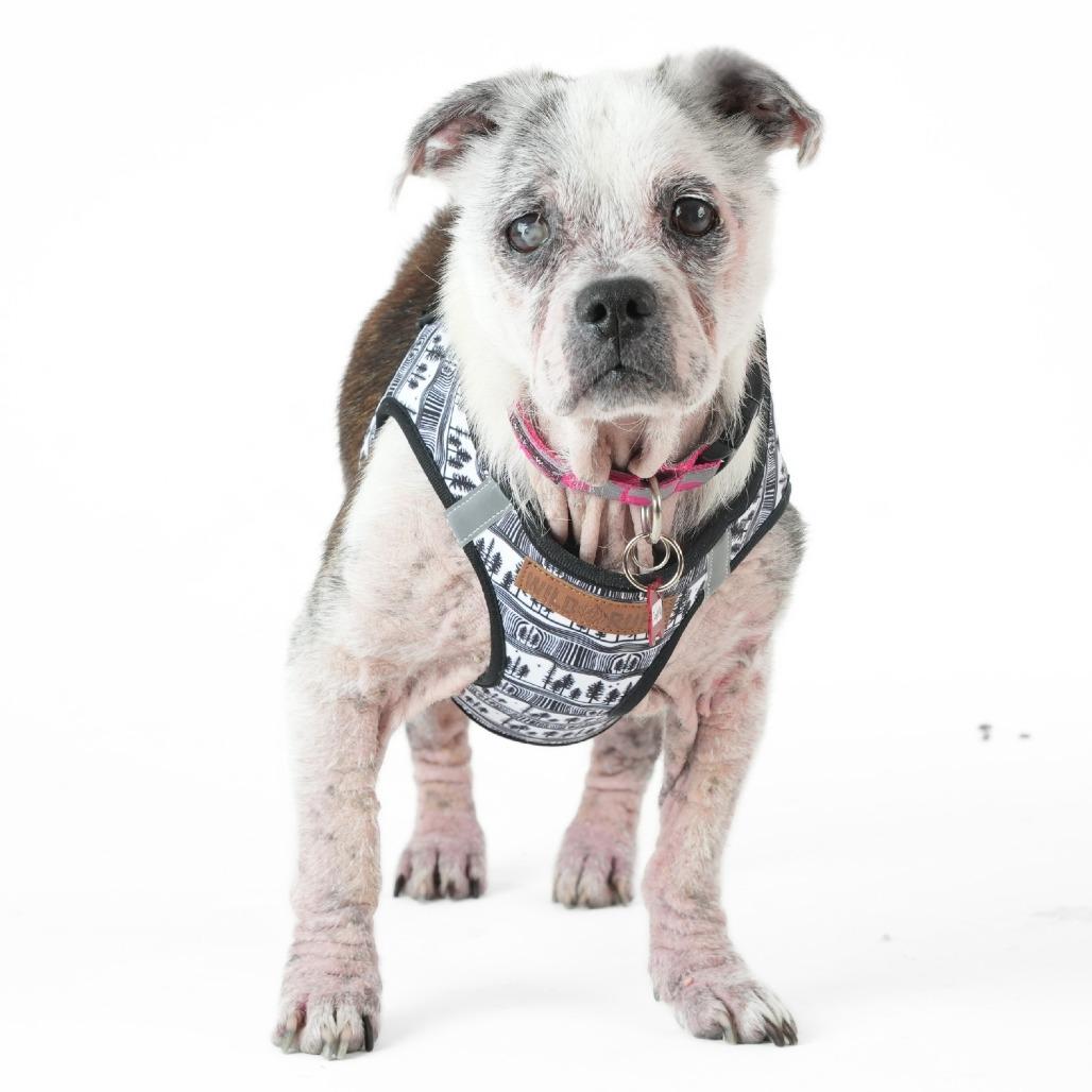 Juniper Fox 14288, a Adoptable mixed breed in San Francisco, CA image 2/6