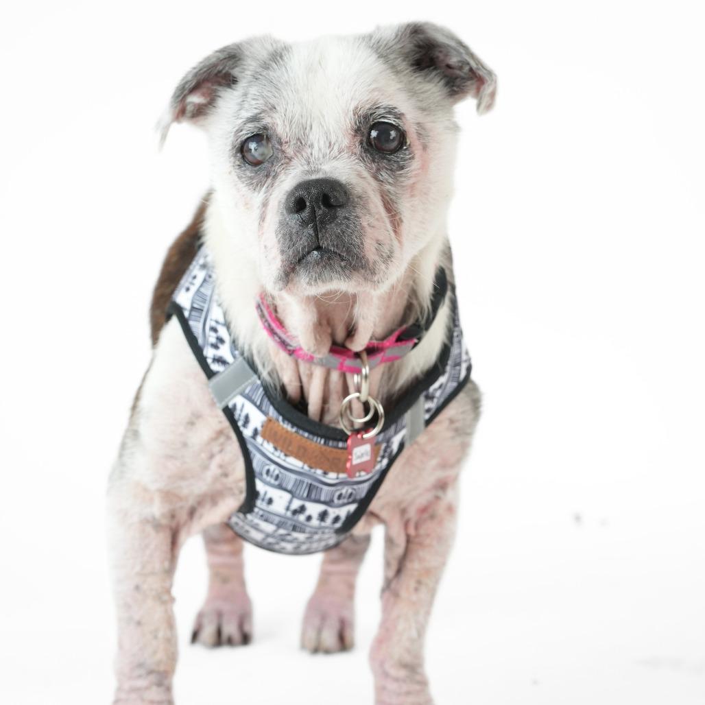 Juniper Fox 14288, a Adoptable mixed breed in San Francisco, CA image 5/6