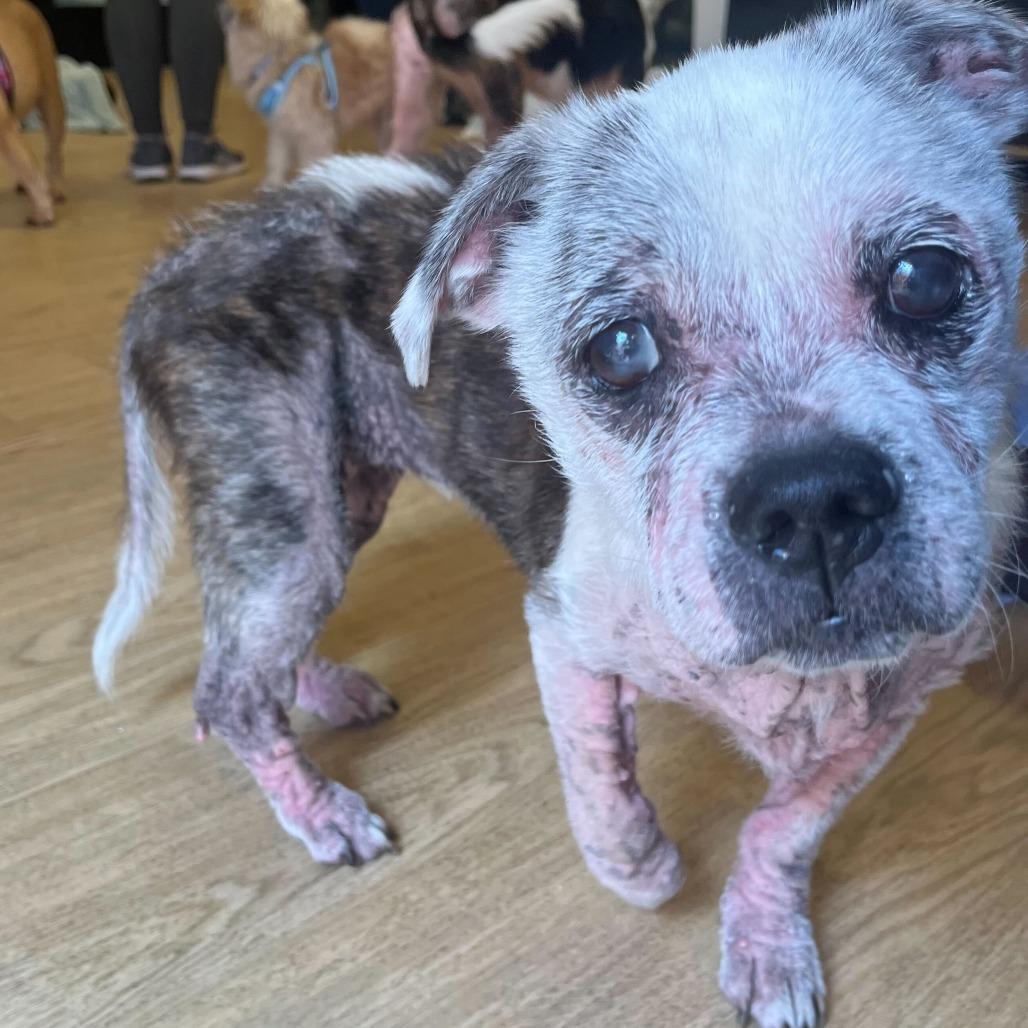 Juniper Fox 14288, a Adoptable mixed breed in San Francisco, CA image 6/6