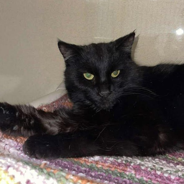 Enlarge Newt, a ADOPTABLE Domestic Short Hair in Winthrop, ME image 2/3