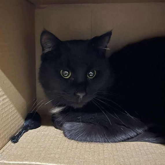 Enlarge Newt, a ADOPTABLE Domestic Short Hair in Winthrop, ME image 3/3