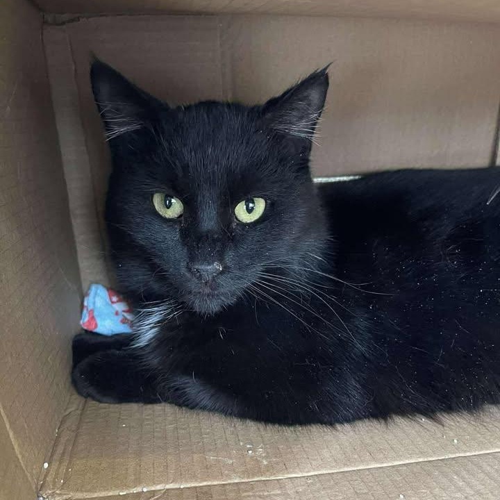 Enlarge Newt, a ADOPTABLE Domestic Short Hair in Winthrop, ME image 1/3