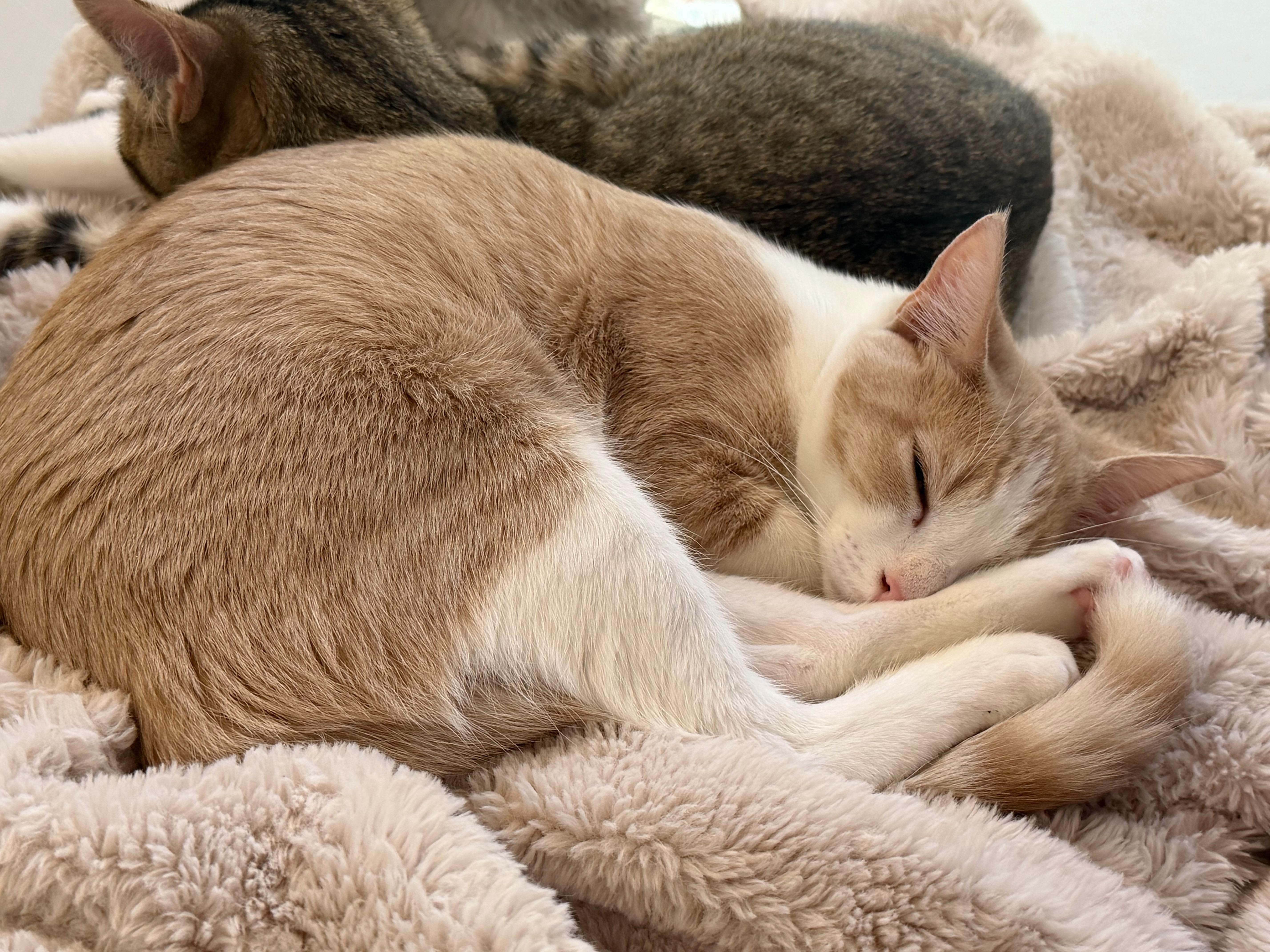 Enlarge Cheeto, a Adoptable Domestic Short Hair in Bear, DE image 5/5