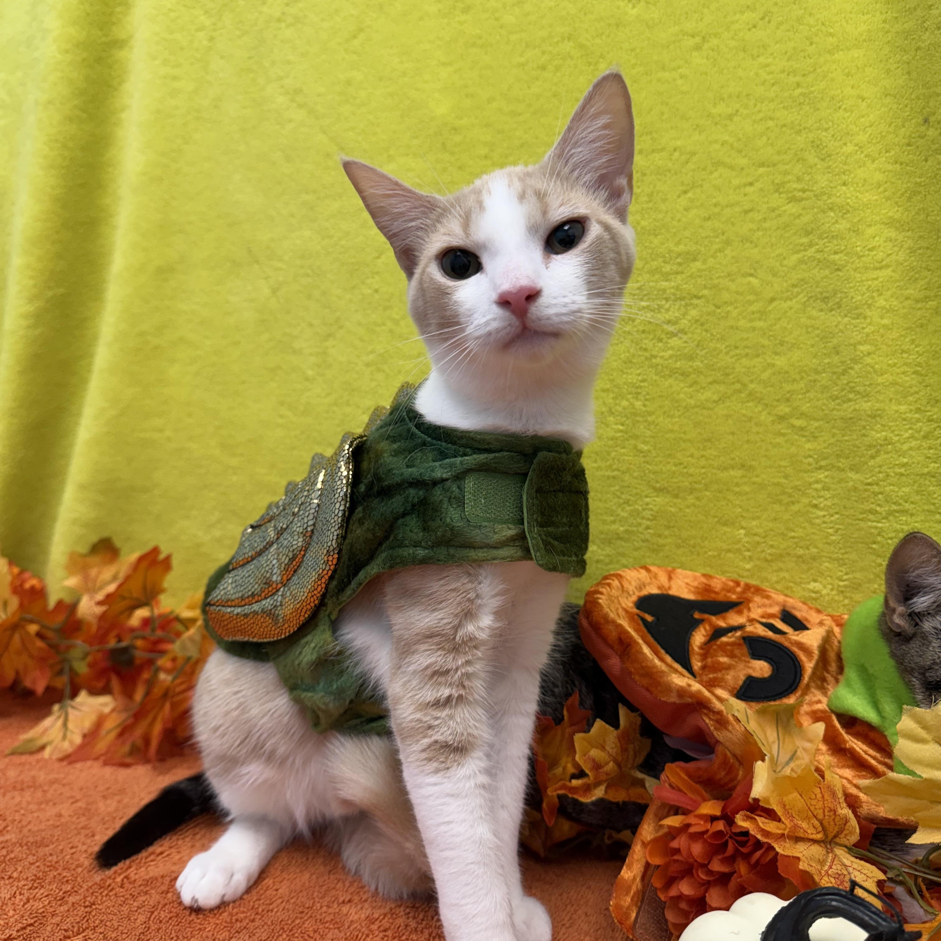 Cheeto, Adoptable, Young Female Domestic Short Hair.