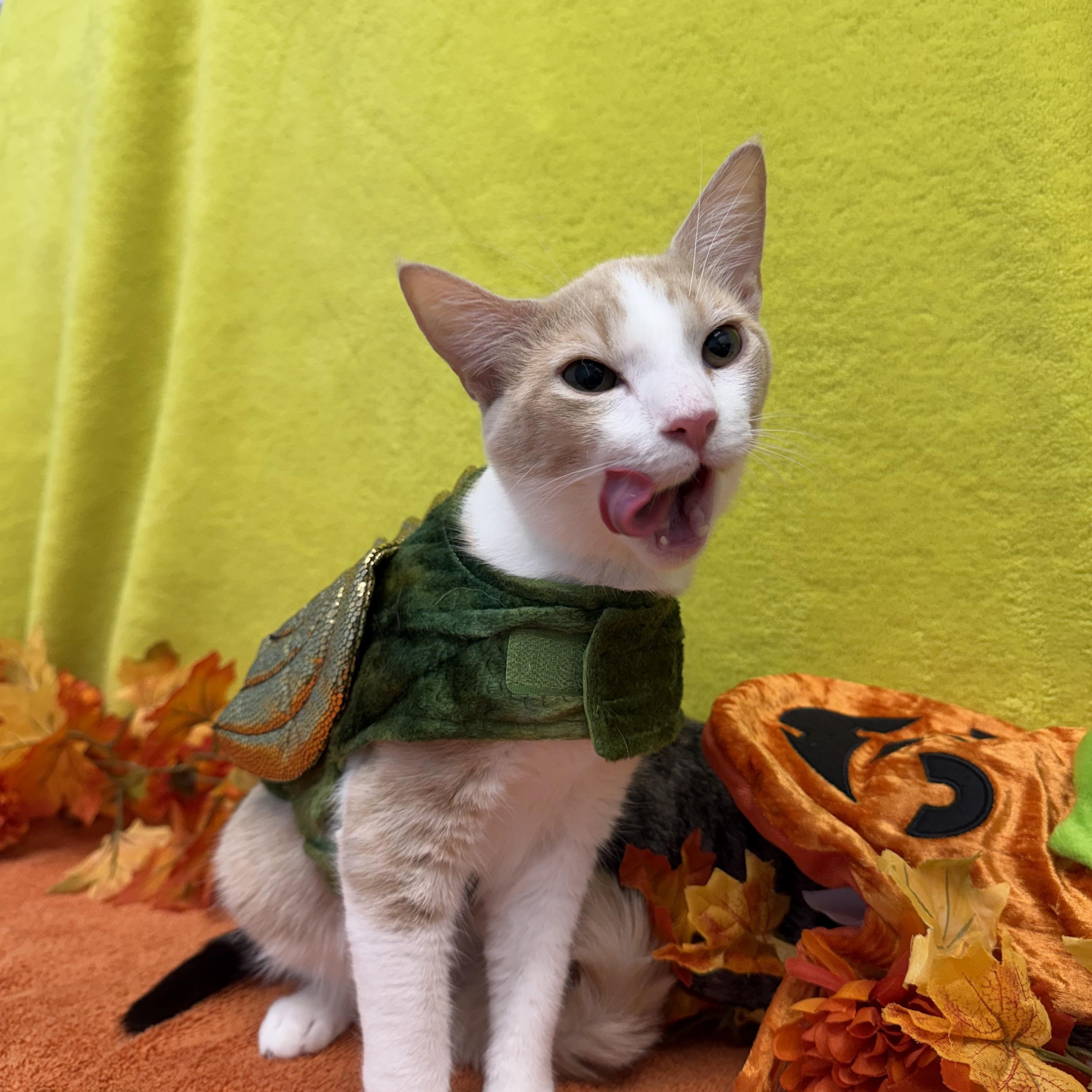 Enlarge Cheeto, a Adoptable Domestic Short Hair in Bear, DE image 4/5