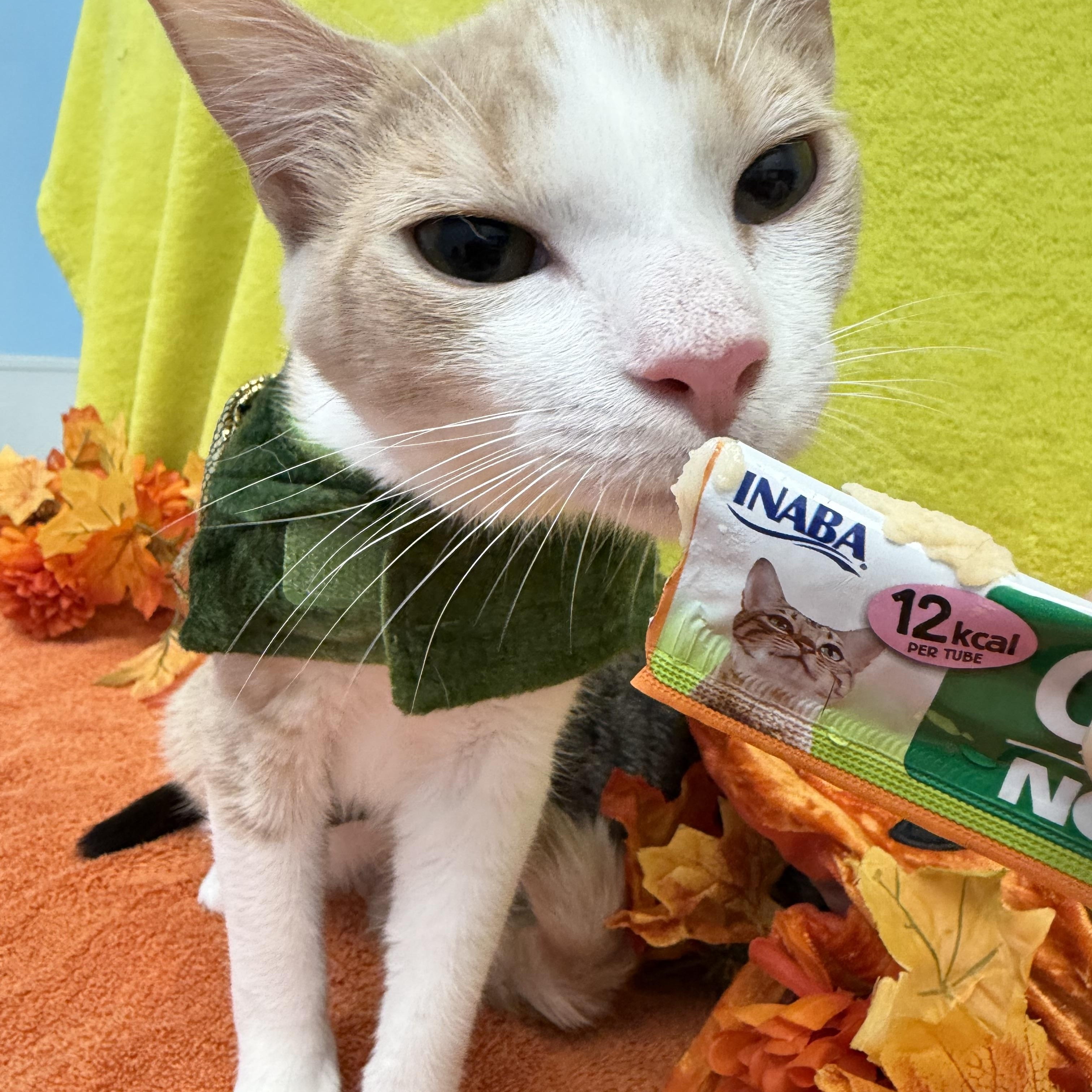 Enlarge Cheeto, a Adoptable Domestic Short Hair in Bear, DE image 3/5