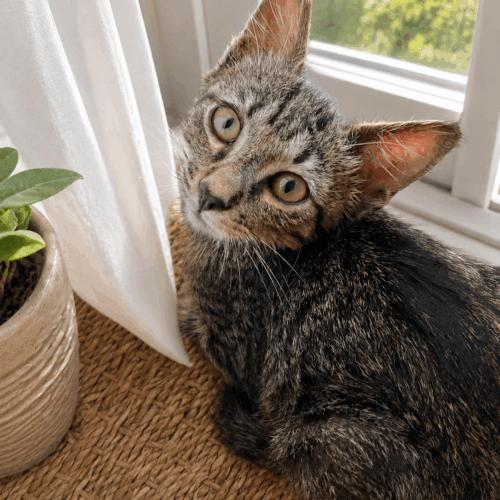 Ash, Adoptable, Kitten Male Domestic Short Hair.