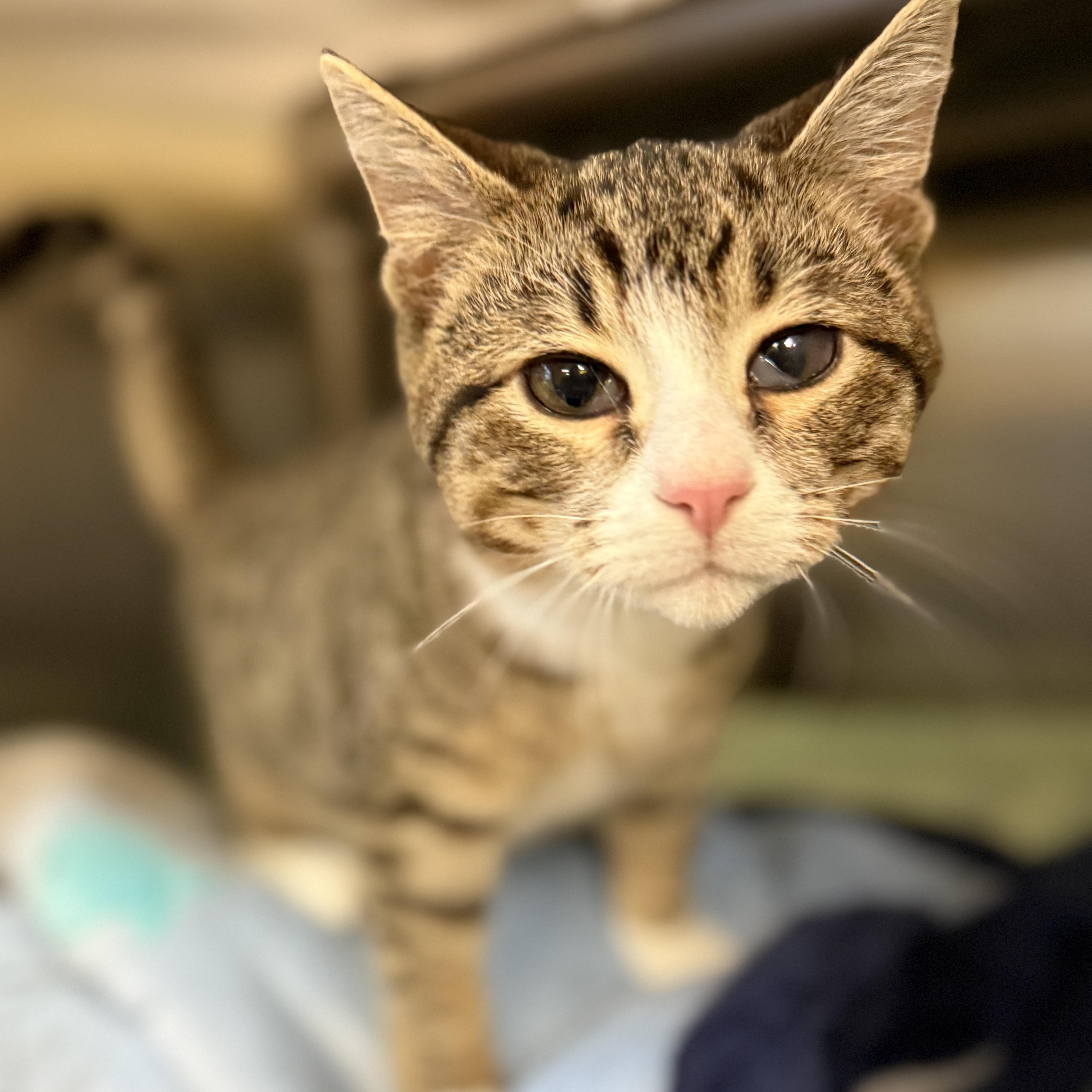 Clint, Adoptable, Kitten Male Tabby.