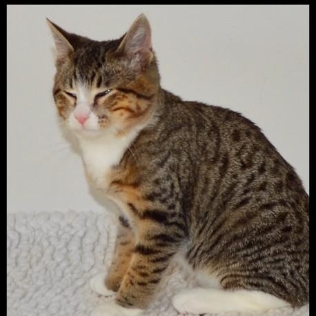 Clint, a Adoptable Tabby in San Andreas, CA image 2/3