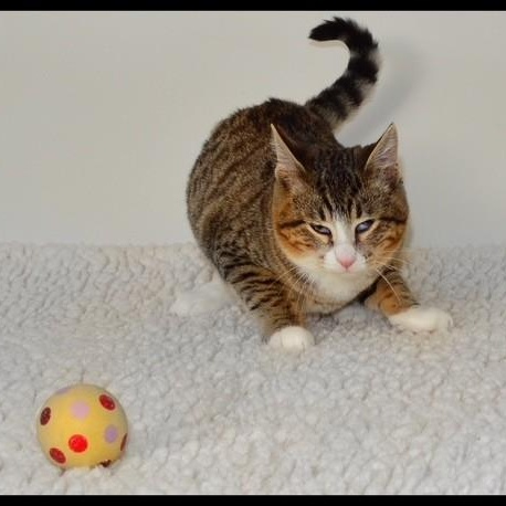 Clint, a Adoptable Tabby in San Andreas, CA image 3/3