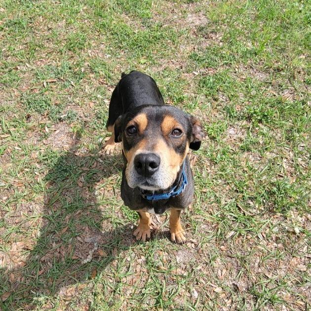 Barracuda, Adoptable, Adult Male Mixed Breed.