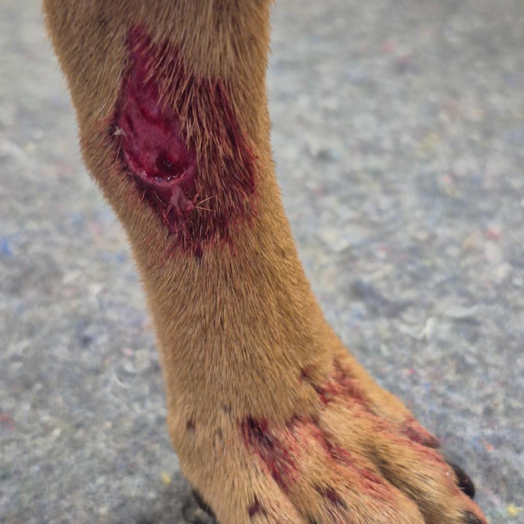 Enlarge Barracuda, a Adoptable Mixed Breed in Lake Panasoffkee, FL image 2/6