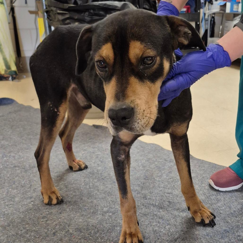 Enlarge Barracuda, a Adoptable Mixed Breed in Lake Panasoffkee, FL image 3/6
