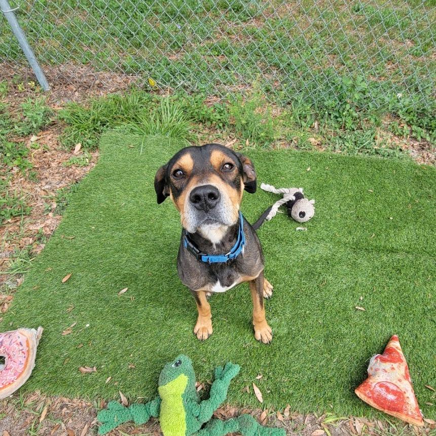 Enlarge Barracuda, a Adoptable Mixed Breed in Lake Panasoffkee, FL image 4/6