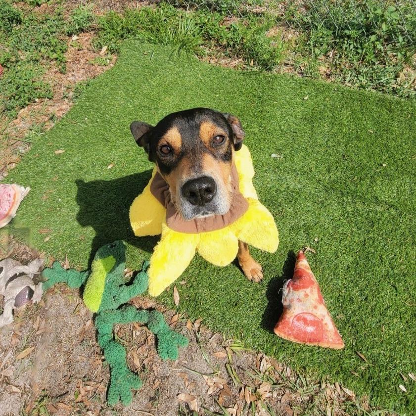 Enlarge Barracuda, a Adoptable Mixed Breed in Lake Panasoffkee, FL image 5/6