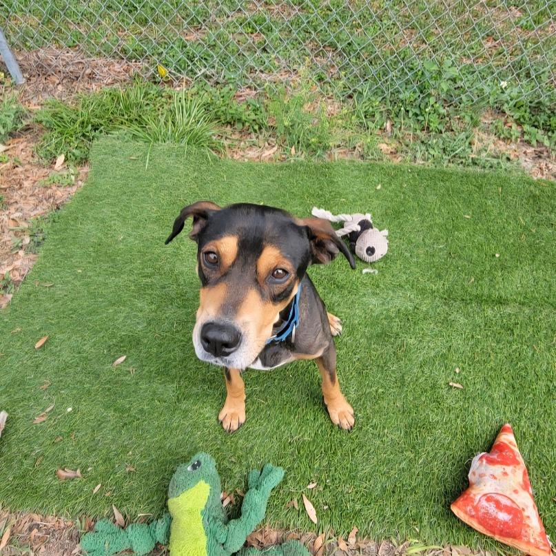Enlarge Barracuda, a Adoptable Mixed Breed in Lake Panasoffkee, FL image 6/6